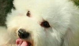 米小圈第三季最新爆料