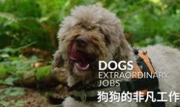 柯基最新爆料视频大全图片,揭秘最新爆料视频与图片集锦